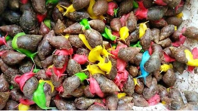 飼養「彩色蝸牛」夯！當心藏有寄生蟲