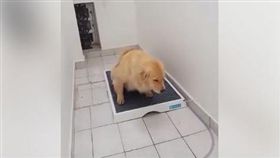 狗狗尿盆
圖翻攝自暖暖的阿金粉專
https://www.facebook.com/Gingdog/videos/1216040631827280/