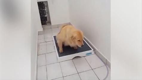 神奇尿盆靠這招　狗爸媽不用清尿尿了