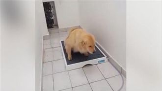 神奇尿盆靠這招　狗爸媽不用清尿尿了