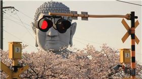 愛知,日本,推特,佛像,大佛,布袋大佛,櫻花　圖／翻攝自@Kiha85Nanki推特