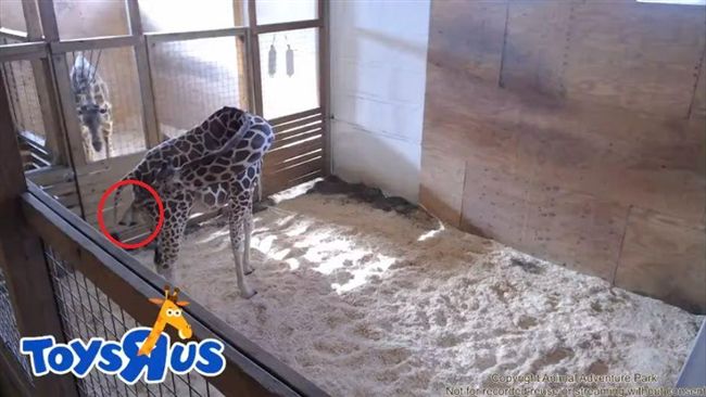 艾波臨盆了！動物園直播長頸鹿生寶寶