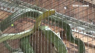 蛇繁殖場隱身公寓！居民聽聞不可思議