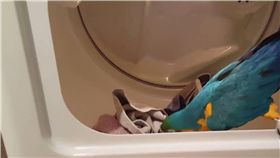 洗衣機,洗衣服,鸚鵡,助手,家事　圖／翻攝自臉書