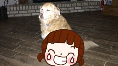 買錯床墊！貼心大狗竟這樣做…被讚翻