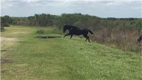 鱷魚,馬,黑馬,佛羅里達,短吻鱷　圖／翻攝自YouTube