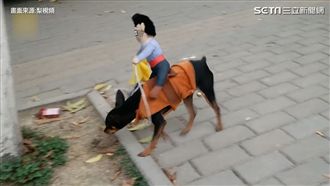 牛仔人偶騎狗背　回頭率100%