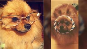 博美、鑽洞。（圖／翻攝自含吉含含吉-博美犬粉專）