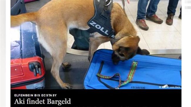 打擊金融犯罪　德國機場有王牌嗅錢犬