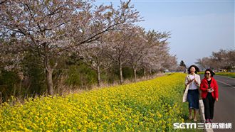 韓國最美道路　油菜花海有櫻花相伴