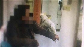 鸚鵡被偷　萬華分局提供