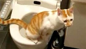靈貓阿吉學會用馬桶上廁所（圖／翻攝自YouTube）