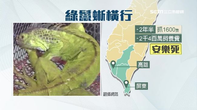 綠鬣蜥在中南部橫行，當地政府頻頻接到民眾電話，抓不完。（資料照）