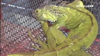 綠鬣蜥逛國道　體型大到駕駛驚呆了！