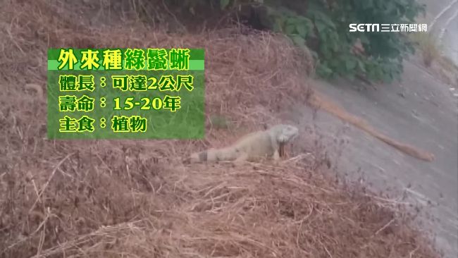 成年綠鬣蜥體長達 2公尺，可活 20年。(資料照)