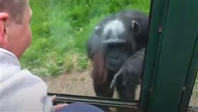 黑猩猩,比手畫腳,出去,自由,小編,玻璃窗,心疼,心碎,難過 圖／
翻攝自Dodo Impact　https://goo.gl/5n5J6U