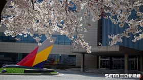 韓國旅遊,韓亞航空,空姐,訓練中心,櫻花,賞櫻,櫻花隧道。（圖／記者簡佑庭攝）