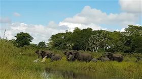 大象，鱷魚（圖／翻攝自YouTube）