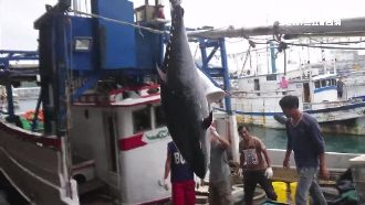 黑鮪魚入港！全台第一條在宜蘭抓的