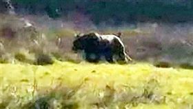 英國,薩默塞特郡,Somerset,神秘生物,寬托克丘陵,Quantock Hills(推特 https://twitter.com/search?q=Quantock%20Hills&src=typd)