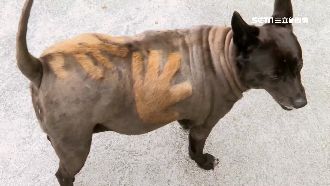 趴趴走的佛手狗　造型奇特紅到國外去