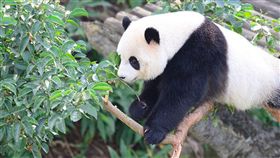 貪吃美食  圓仔下重手拆樹摘果／台北市立動物園26日表示，最近適逢茄苳樹果實成熟期，大貓熊「圓仔」為了美食不擇手段，一連幾天攀折茄苳樹枝找果實，幾乎把茄苳樹給「拆」了。圖／中央社