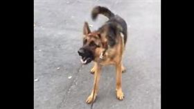 德國狼犬怕看板（翻攝rumble