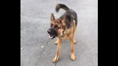 狂吠抵死不前！狼犬剋星曝光網友笑瘋
