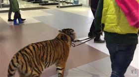 百貨公司,老虎,俄羅斯,馬戲團,賣場,戰鬥民族,訓獸師/YouTube