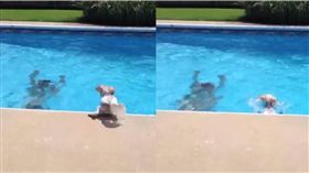 毛小孩,狗狗,毛孩,泳池,浮板,UNILAD　圖／翻攝自UNILAD