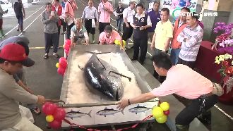 黑鮪魚全身都能吃　這部位一斤近萬元