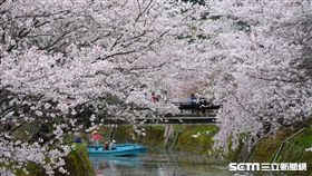 日本德島櫻花。（圖／雄獅旅遊提供）