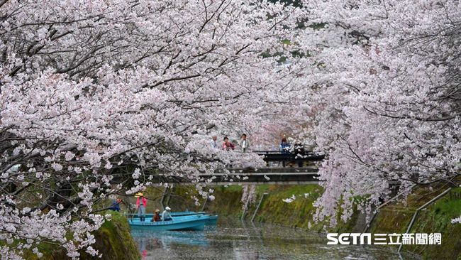 搭郵輪賞櫻！一次蒐集5個賞櫻勝地