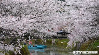 搭郵輪賞櫻！一次蒐集5個賞櫻勝地