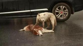 月月被撞橫臥路中！同伴不離不棄守護