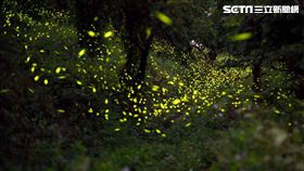 台南楠西梅嶺螢火蟲爆發　賴清德大談四層幸福