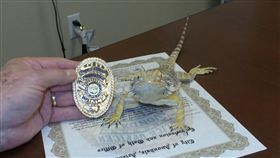 美國「警察蜥蜴」。（圖／翻攝自臉書）