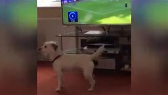 汪星人看足球疑惑「球怎麼不見了？」