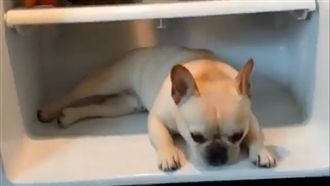 法鬥怕熱想避暑　一秒躲冰箱吹冷氣！