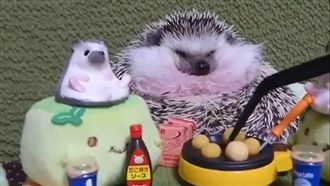 刺蝟日子過爽爽　躺著等奴才餵飯！