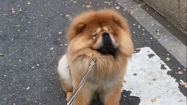 懶鬆獅不想散步　耍傲嬌抵死不從！