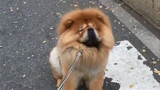 懶鬆獅不想散步　耍傲嬌抵死不從！