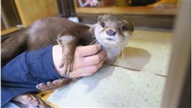 ▲水獺。（圖／翻攝自記由屋臉書）