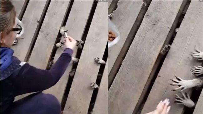 小手自縫隙伸出…浣熊搶食畫面超嚇人