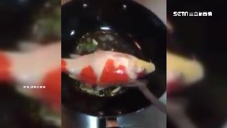 觀賞用錦鯉能吃嗎？他媽直接下鍋煮了