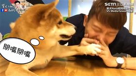 柴犬奈奈暴氣出拳。
（圖／柴犬Nana和阿楞的一天授權使用）