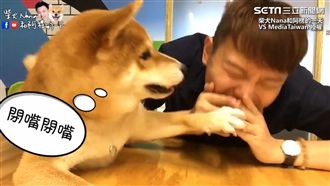 主人講「關鍵字」踩雷　柴犬奈奈揮拳