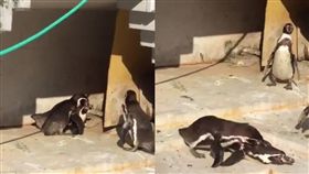 企鵝老公目擊老婆與小王偷情，當場攻擊小王。（圖／翻攝自推特）