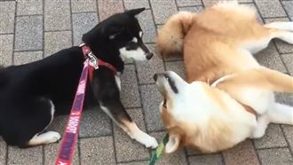 懶柴散步趴地變爛泥　同伴有樣學樣！