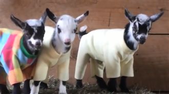 羊咩咩裝上衣服　全都ㄎㄧㄤ掉啦！